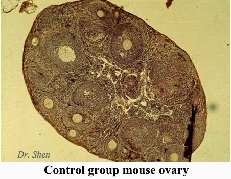 Control Group Mouse Ovary
