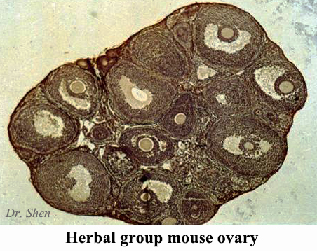Herbal Group Mouse Ovary